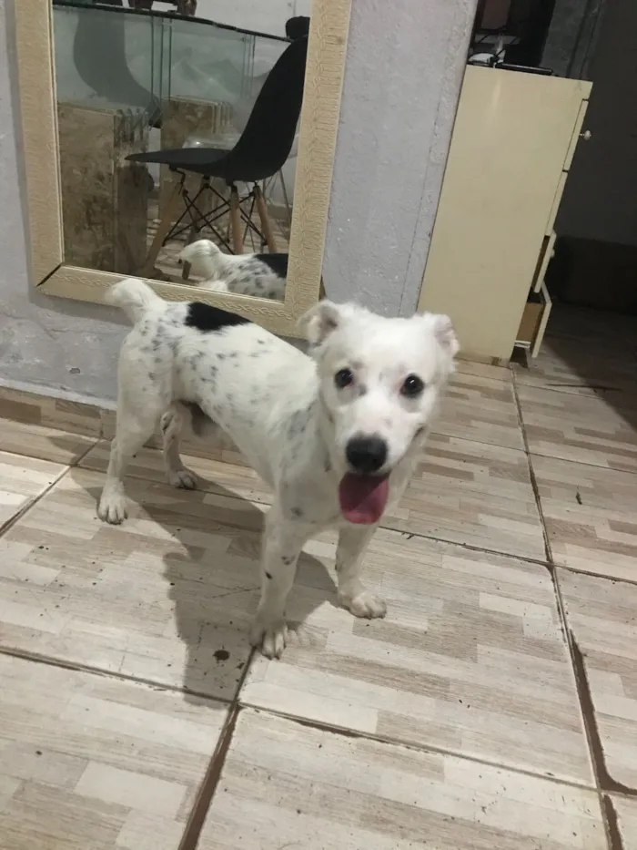 Cachorro raça Kokoni idade 2 anos nome Bartô