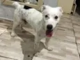 Bartô