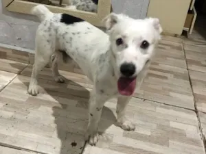 Cachorro raça Kokoni idade 2 anos nome Bartô