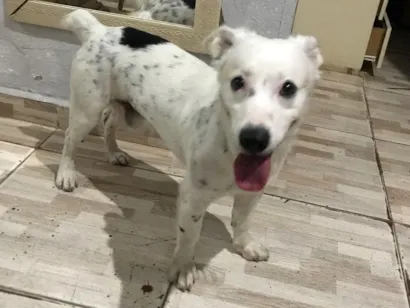 Cachorro raça Kokoni idade 2 anos nome Bartô