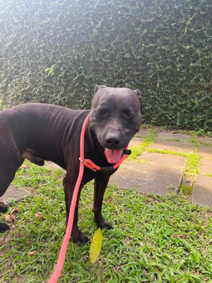 Cachorro raça SRD-ViraLata idade 2 anos nome Bradock