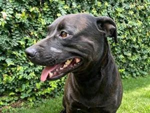 Cachorro raça SRD-ViraLata idade 2 anos nome Bradock