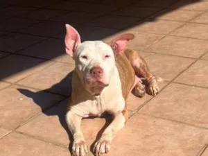 Cachorro raça SRD-ViraLata idade 2 anos nome Lily