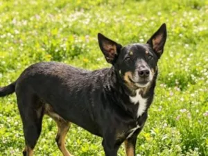 Cachorro raça SRD-ViraLata idade 6 ou mais anos nome Princesa