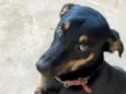 neguinha