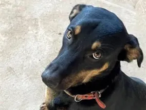 Cachorro raça SRD-ViraLata idade 7 a 11 meses nome neguinha