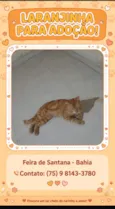 Galeguinho 