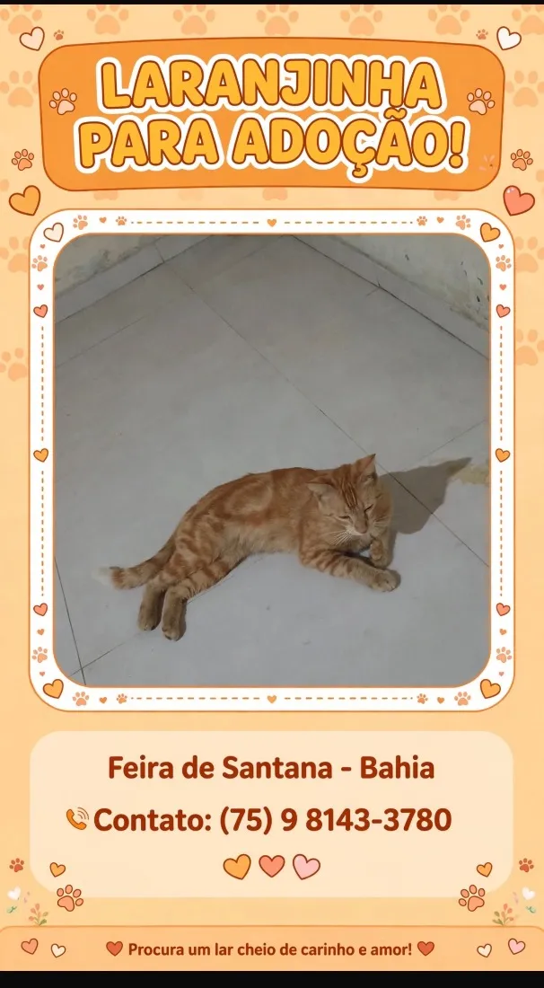 Gato raça SRD-ViraLata idade 2 a 6 meses nome Galeguinho 