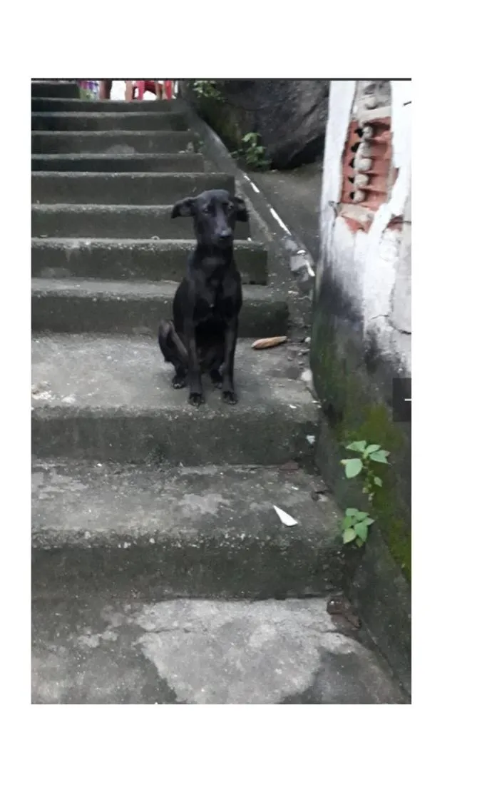 Cachorro raça SRD-ViraLata idade 4 anos nome Zara