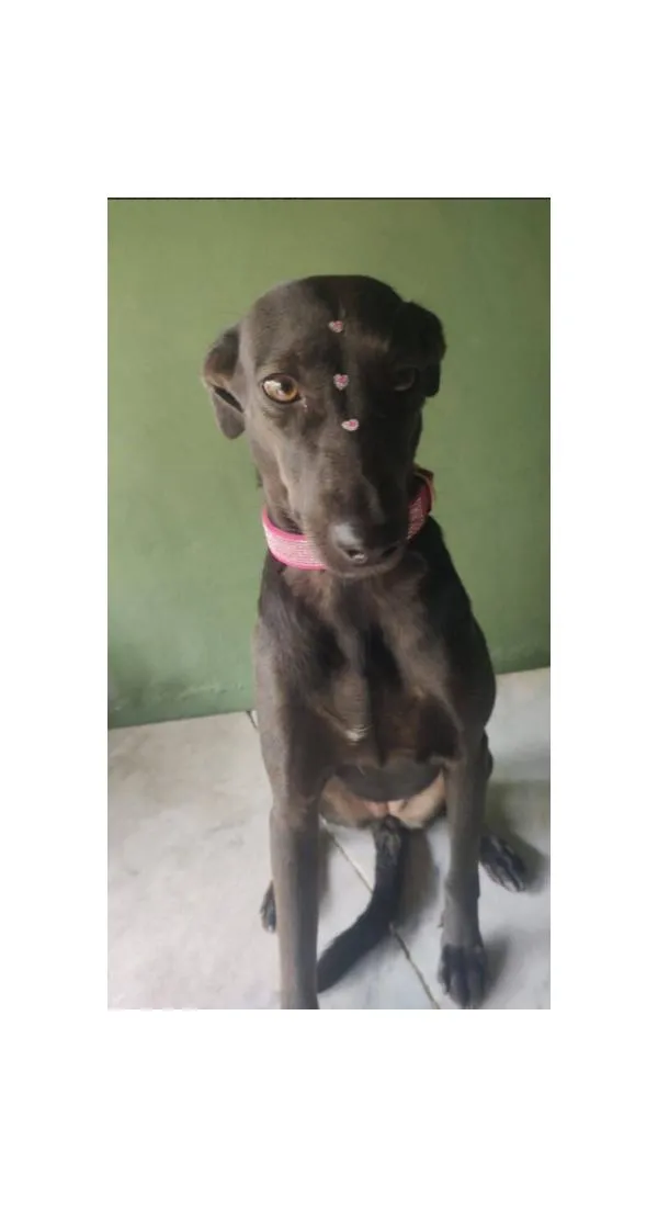 Cachorro raça SRD-ViraLata idade 4 anos nome Zara