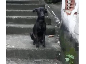 Cachorro raça SRD-ViraLata idade 4 anos nome Zara