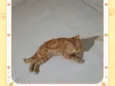 Galeguinho 