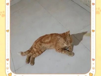 Gato raça SRD-ViraLata idade 2 a 6 meses nome Galeguinho 