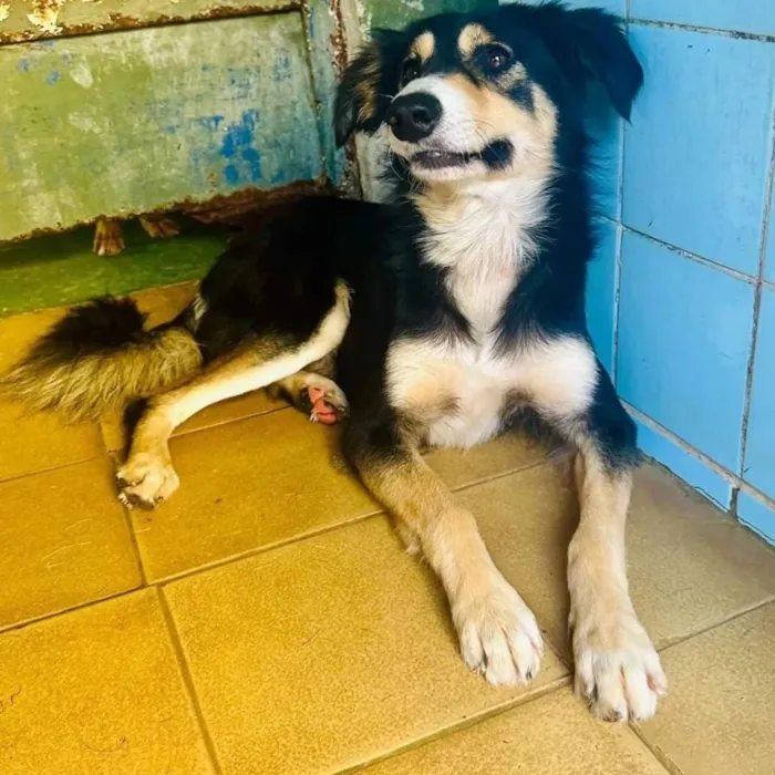 Cachorro raça SRD-ViraLata idade 1 ano nome Panda