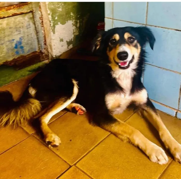 Cachorro raça SRD-ViraLata idade 1 ano nome Panda