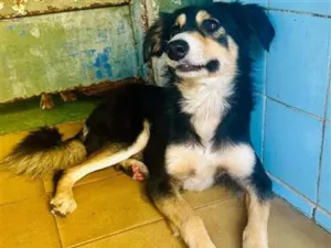 Cachorro raça SRD-ViraLata idade 1 ano nome Panda