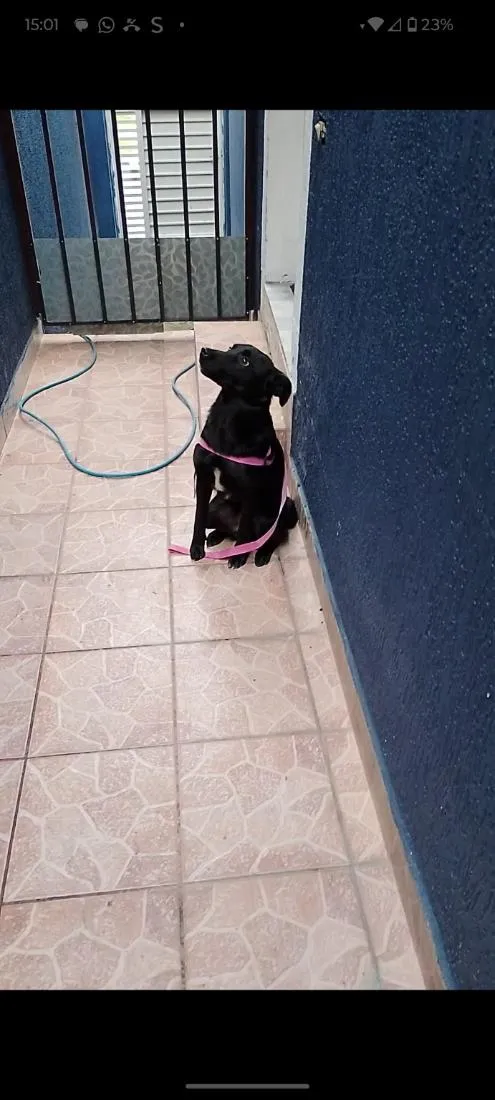 Cachorro raça SRD-ViraLata idade 1 ano nome aruna 