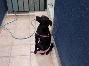 Cachorro raça SRD-ViraLata idade 1 ano nome aruna 