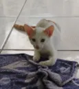 Branquelo 