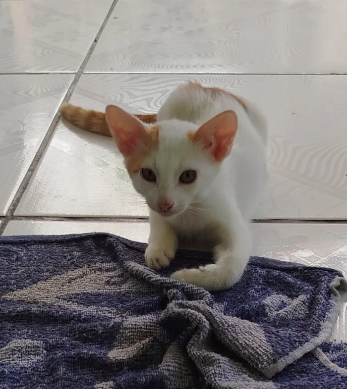 Gato raça SRD-ViraLata idade 2 a 6 meses nome Branquelo 
