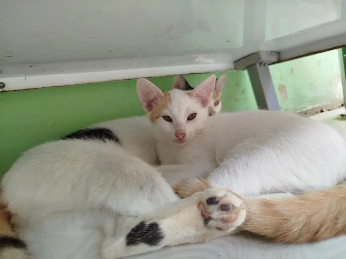 Gato raça SRD-ViraLata idade 2 a 6 meses nome Branquelo 