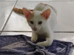 Gato raça SRD-ViraLata idade 2 a 6 meses nome Branquelo 