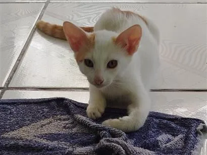 Gato raça SRD-ViraLata idade 2 a 6 meses nome Branquelo 
