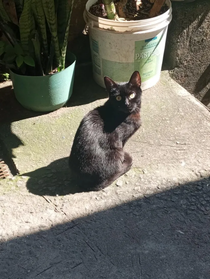Gato raça SRD-ViraLata idade 1 ano nome Mia 