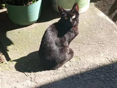 Gato raça SRD-ViraLata idade 1 ano nome Mia 