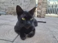 Pretinha 