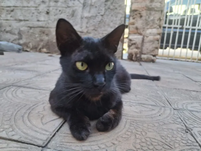 Gato raça SRD-ViraLata idade 2 anos nome Pretinha 