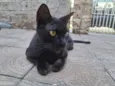 Pretinha 