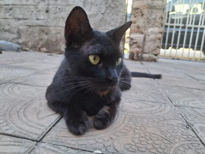 Gato raça SRD-ViraLata idade 2 anos nome Pretinha 