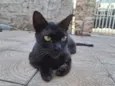 Pretinha 