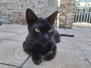 Gato raça SRD-ViraLata idade 2 anos nome Pretinha 