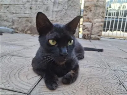 Gato raça SRD-ViraLata idade 2 anos nome Pretinha 