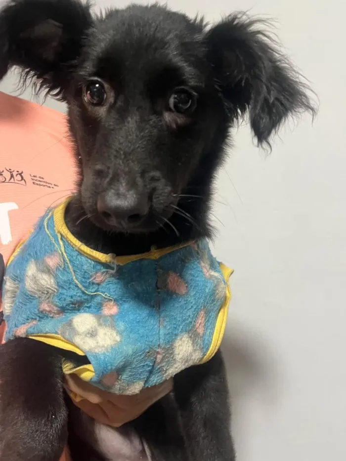 Cachorro raça SRD-ViraLata idade 2 a 6 meses nome Neblina