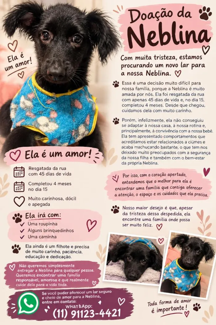 Cachorro raça SRD-ViraLata idade 2 a 6 meses nome Neblina