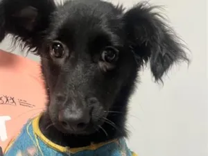 Cachorro raça SRD-ViraLata idade 2 a 6 meses nome Neblina