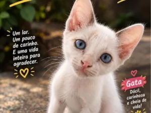 Gato raça SRD-ViraLata idade 2 a 6 meses nome princesa
