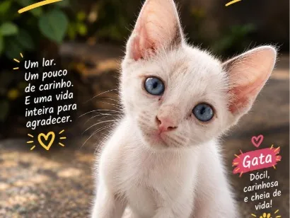Gato raça SRD-ViraLata idade 2 a 6 meses nome princesa