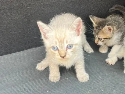 Gato raça SRD-ViraLata idade Abaixo de 2 meses nome Gato