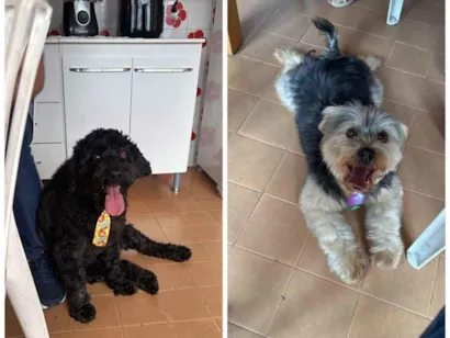 Cachorro raça SRD-ViraLata idade 6 ou mais anos nome Billy