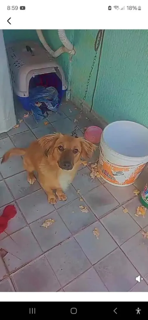 Cachorro raça SRD-ViraLata idade 2 anos nome Luna