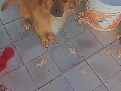 Cachorro raça SRD-ViraLata idade 2 anos nome Luna