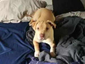 Cachorro raça SRD-ViraLata idade 2 a 6 meses nome zeus