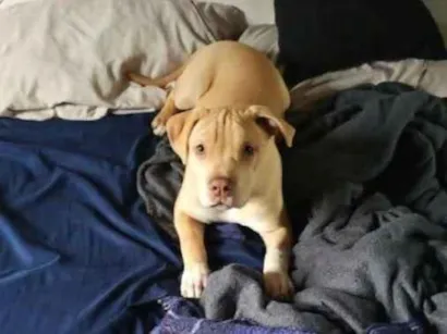 Cachorro raça SRD-ViraLata idade 2 a 6 meses nome zeus