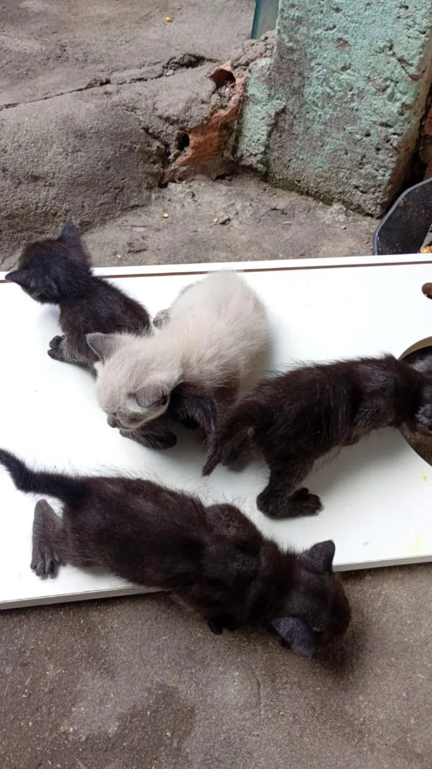 Gato raça SRD-ViraLata idade Abaixo de 2 meses nome não tem ainda