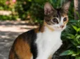 Jasmine