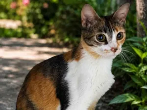 Gato raça SRD-ViraLata idade 1 ano nome Jasmine